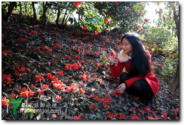 游人在婺源縣江灣鎮(zhèn)海拔1260余米的大瀲村紅花山油茶基地觀賞和拍攝盛開的山茶花。