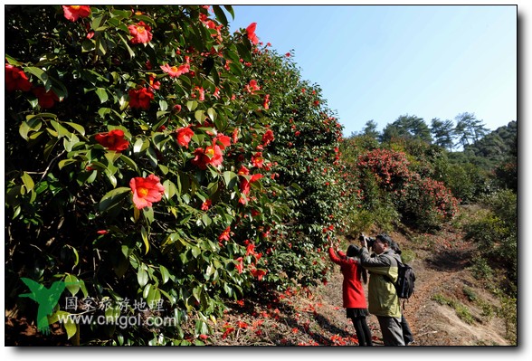 游人在婺源縣江灣鎮(zhèn)海拔1260余米的大瀲村紅花山油茶基地觀賞和拍攝盛開的山茶花。