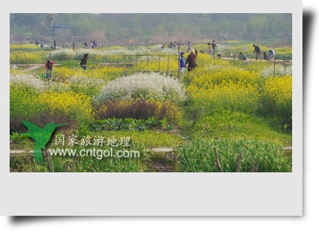 清明節(jié)這天，杭州城西郊的西溪濕地一處市民自種菜地里菜花紛繁，地里不少市民在忙著新一年的蔬菜作物的播栽，構(gòu)成了一幅幅美麗多彩的畫(huà)。