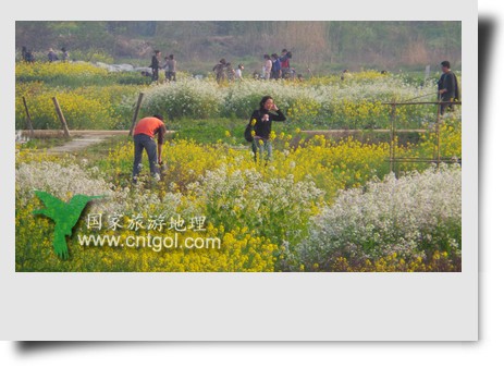 清明節(jié)這天，杭州城西郊的西溪濕地一處市民自種菜地里菜花紛繁，地里不少市民在忙著新一年的蔬菜作物的播栽，構(gòu)成了一幅幅美麗多彩的畫(huà)。